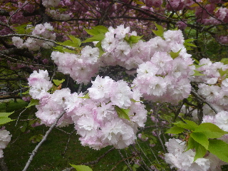 P1030311(1).JPG